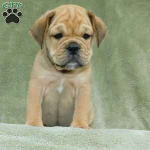 Brody, Miniature Bulldog Puppy